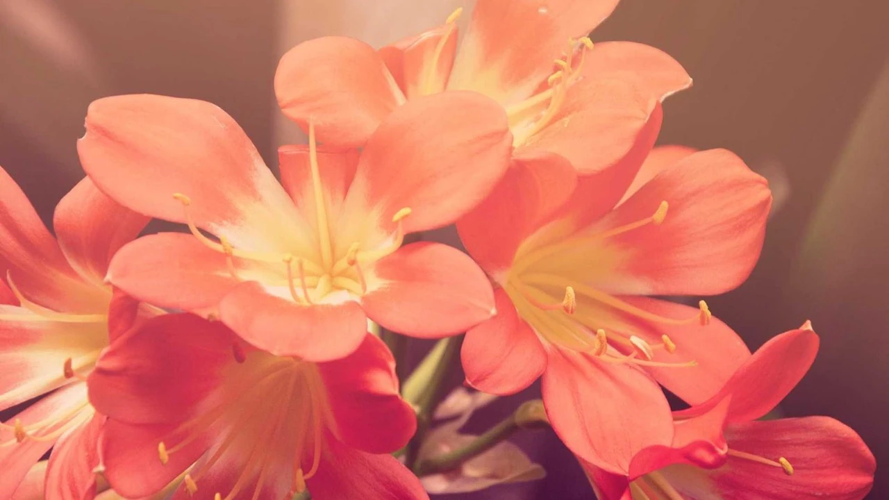 O'yin va o'qish balansi illyustratsiyasi